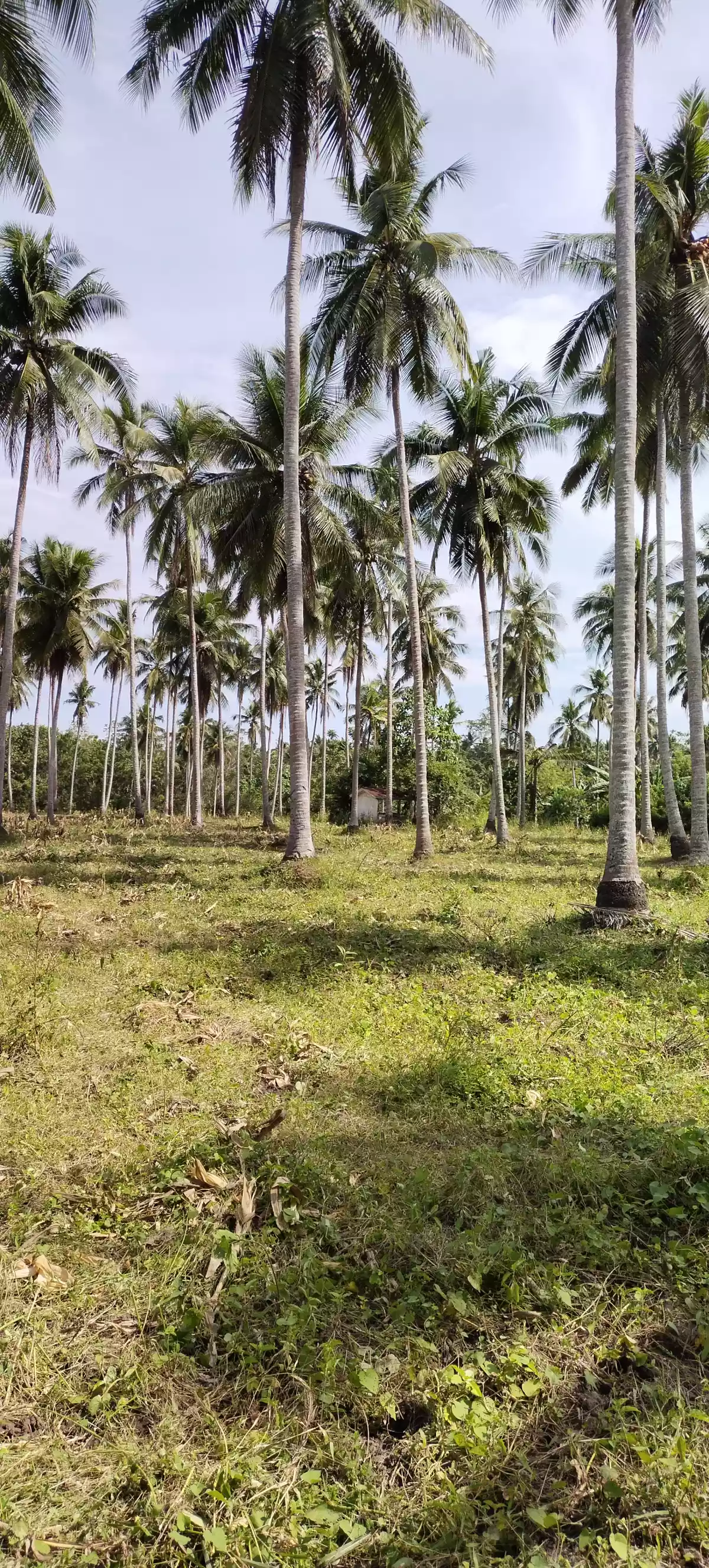 1 hec fully planted coconut — Agricultural Lot in General Santos City, South Cotabato, Philippines — Photo 6
