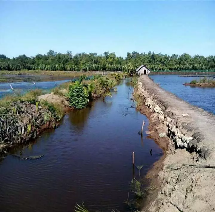 Agricultural Land with Fish Pond — Agricultural Lot in Narra, Palawan, Philippines — Photo 7
