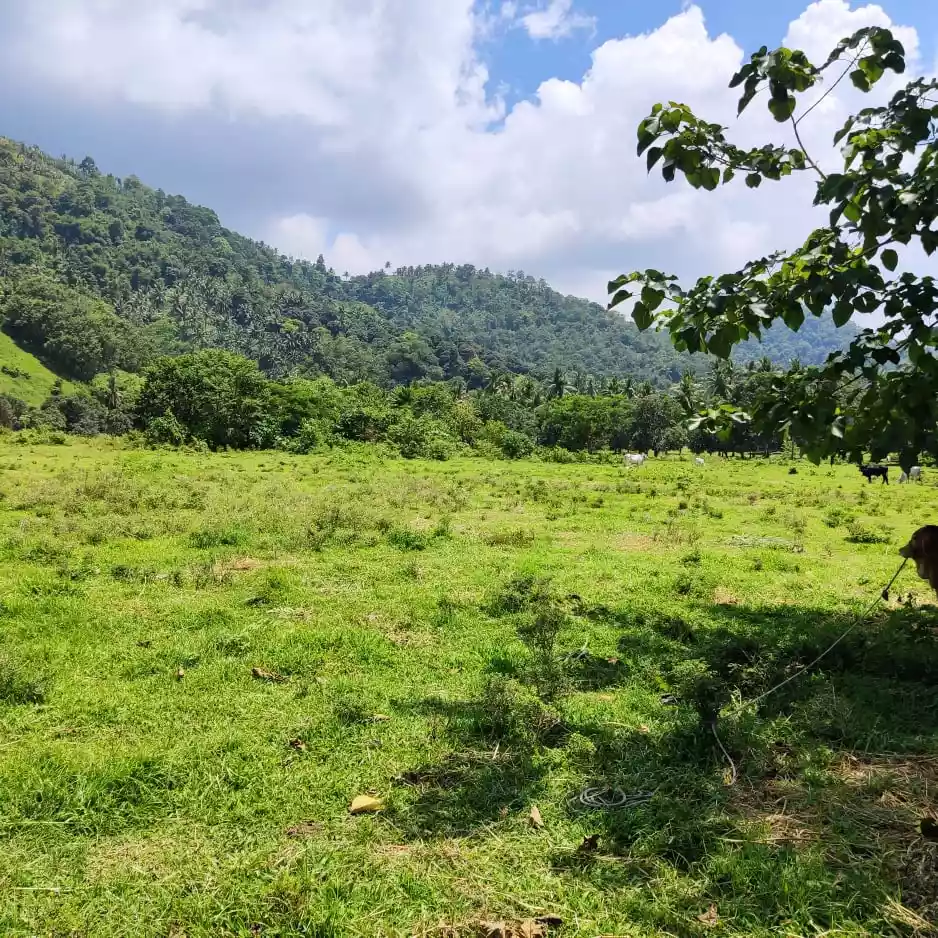 1 hectare Agricultural lot For sale - photo 3