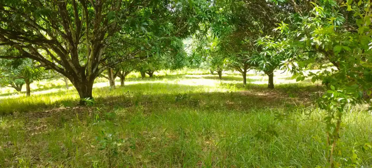 Mango Farm (Sacrifice Sale) — Agricultural Lot in Barili, Cebu, Philippines — Photo 2