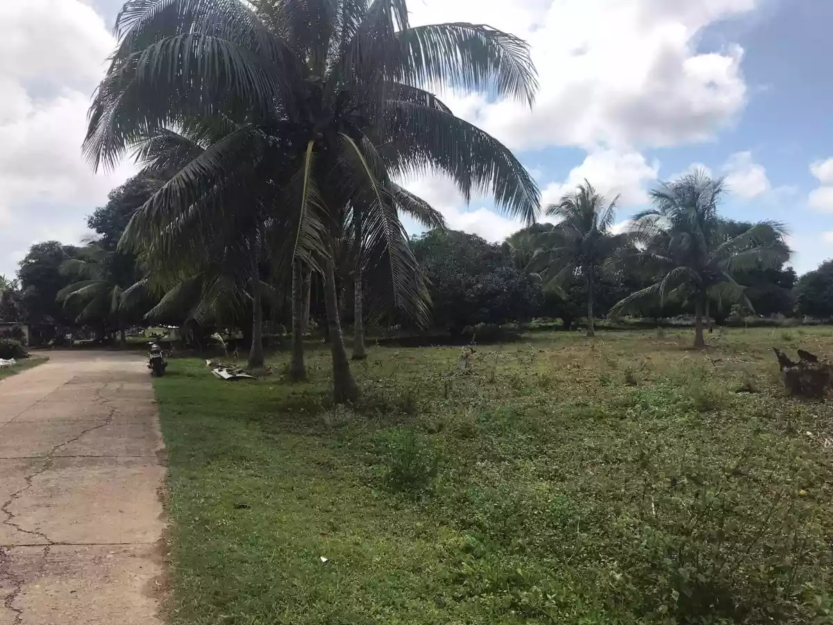 ðŸ“£MANGO FARM FOR SALE - 9 hectares - income generating propertyðŸ“£ - photo 2