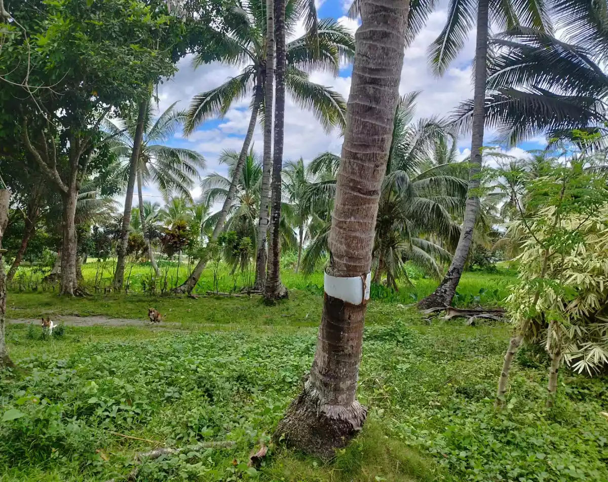FARM with FISHPOND FOR SALE in Poblacion Banga, South Cot — Agricultural Lot in Banga, South Cotabato, Philippines — Photo 4