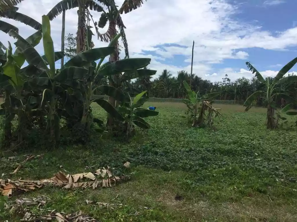 Lot For Sale in Toledo City - photo 6