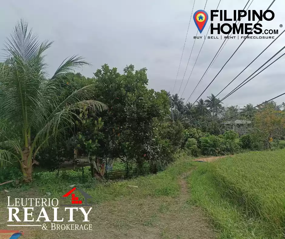 RiceLand For Sale in Plaridel Quezon — Agricultural Lot in Plaridel, Quezon, Philippines — Photo 2
