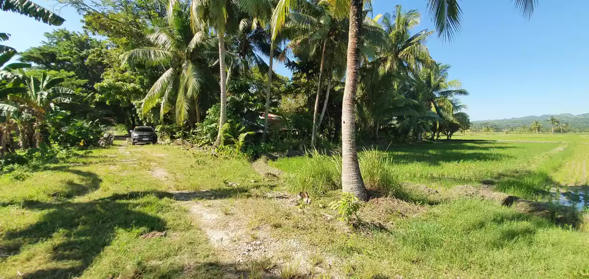 FARM LOT w/ BEAUTIFUL VIEW in Tantangan - photo 5