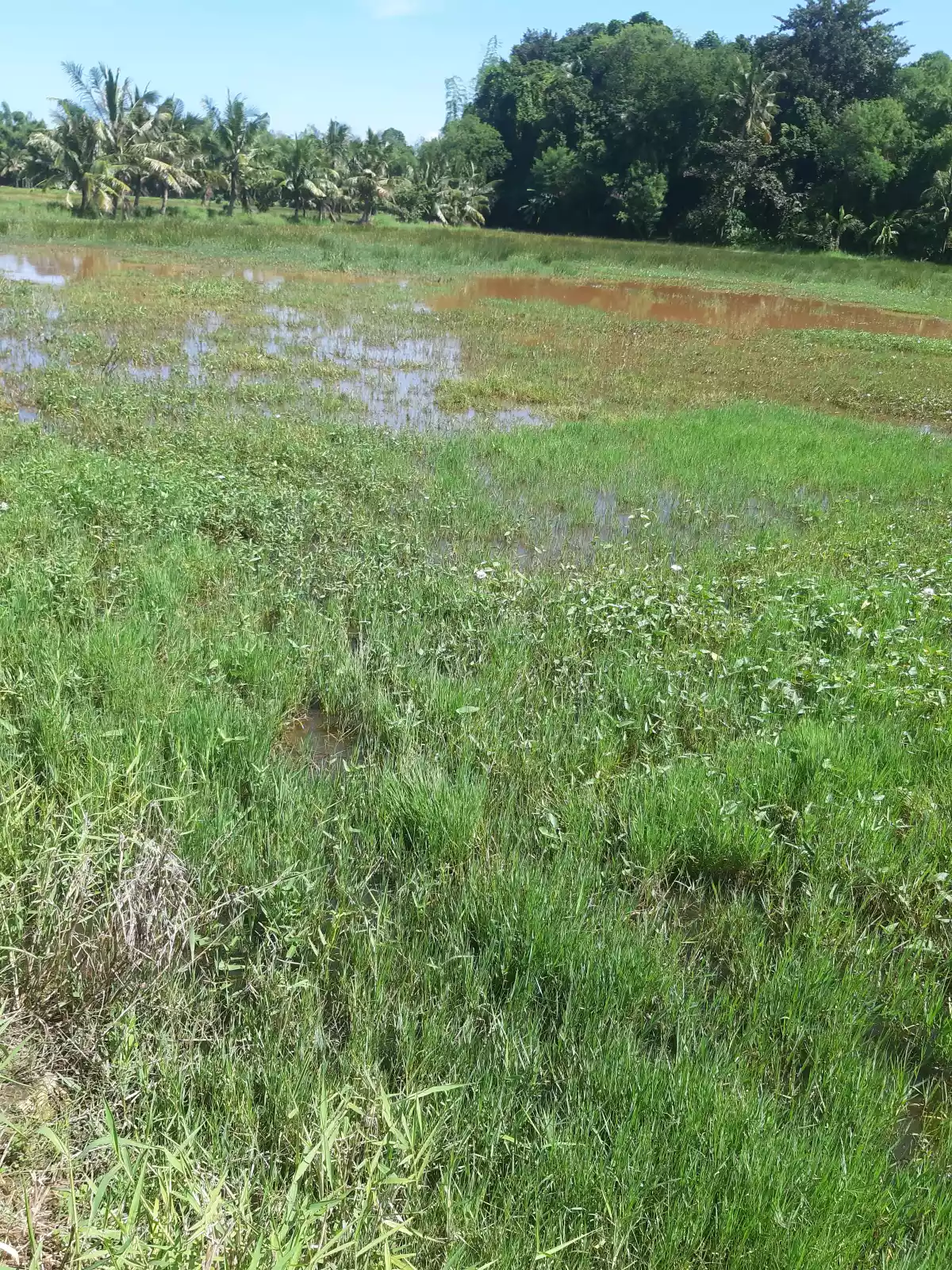 OCT - 34557 / TCT - 106461 — Agricultural Lot in Dumangas, Iloilo, Philippines — Photo 5