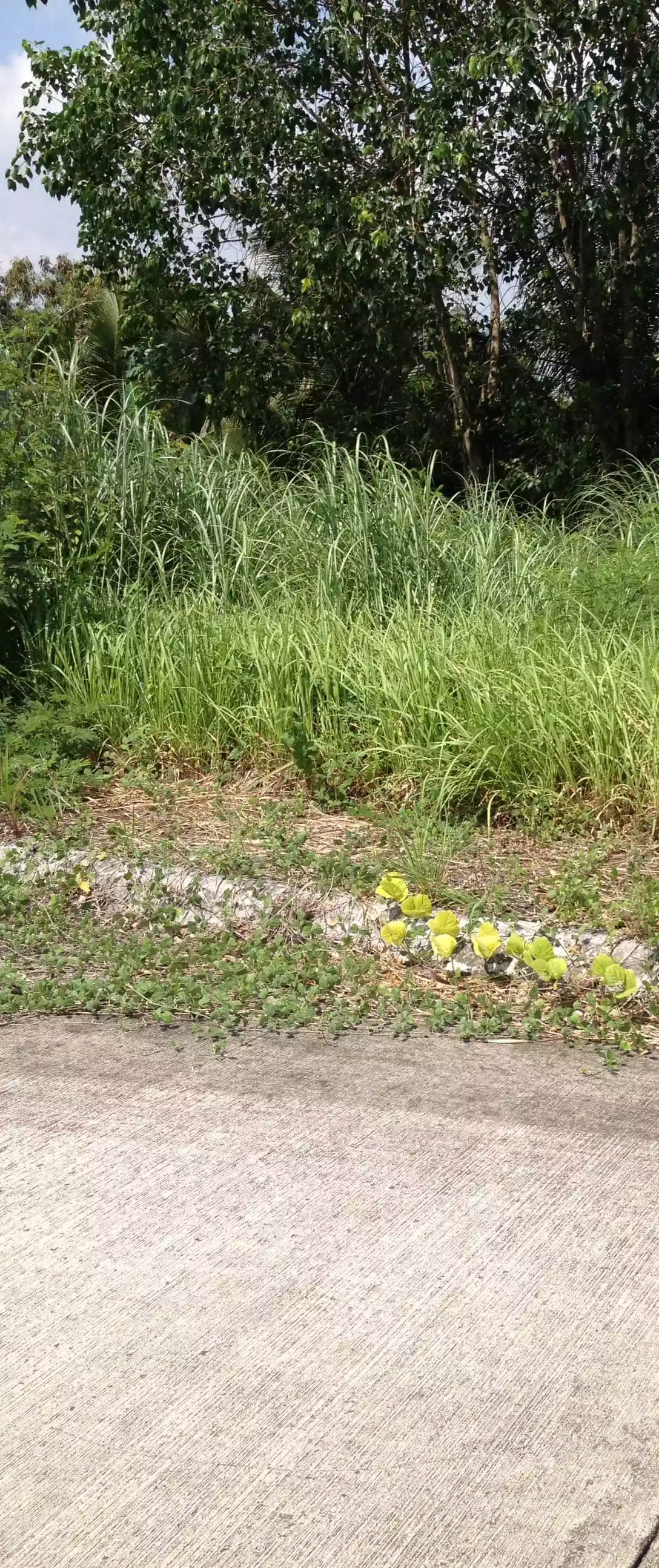 CORONA DEL MAR LOT FOR SALE - photo 3