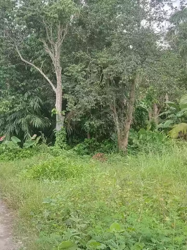 RESIDENTIAL LOT FOR SALE IN APOKON - photo 3