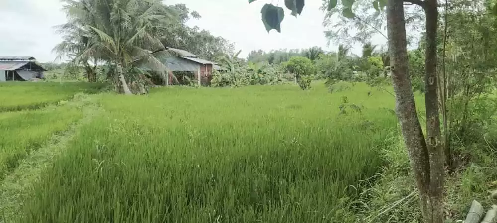 1000 Sqm Farm Lot