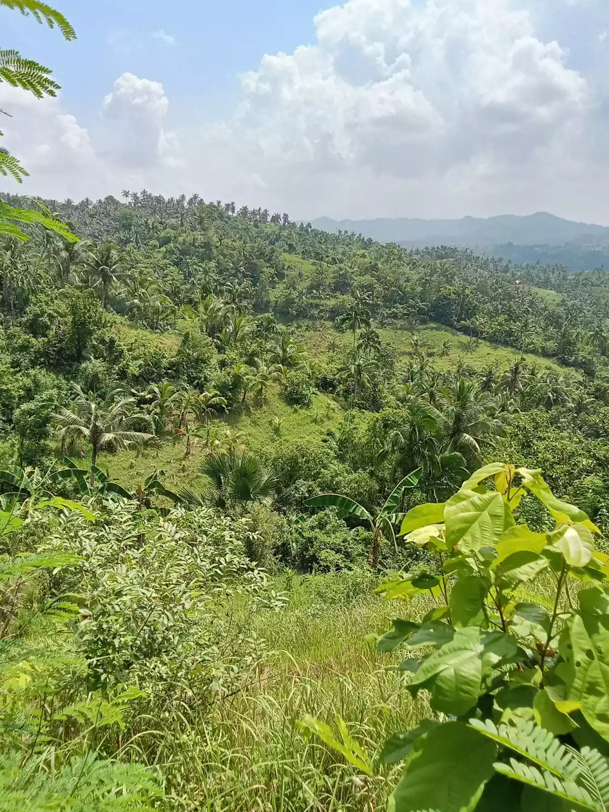 3.5 hectares agricultural land for sale in Balungag San Fernando Cebu — Agricultural Lot in San Fernando, Cebu, Philippines — Photo 5