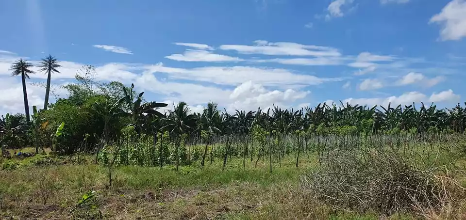 3,5 hectares lot in Pagsabangan, Tagum for sale