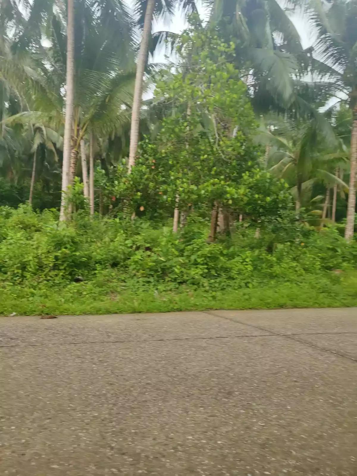 Beach Front Property for Sale (Sipalay) — Beach Lot in Sipalay City, Negros Occidental, Philippines — Photo 2