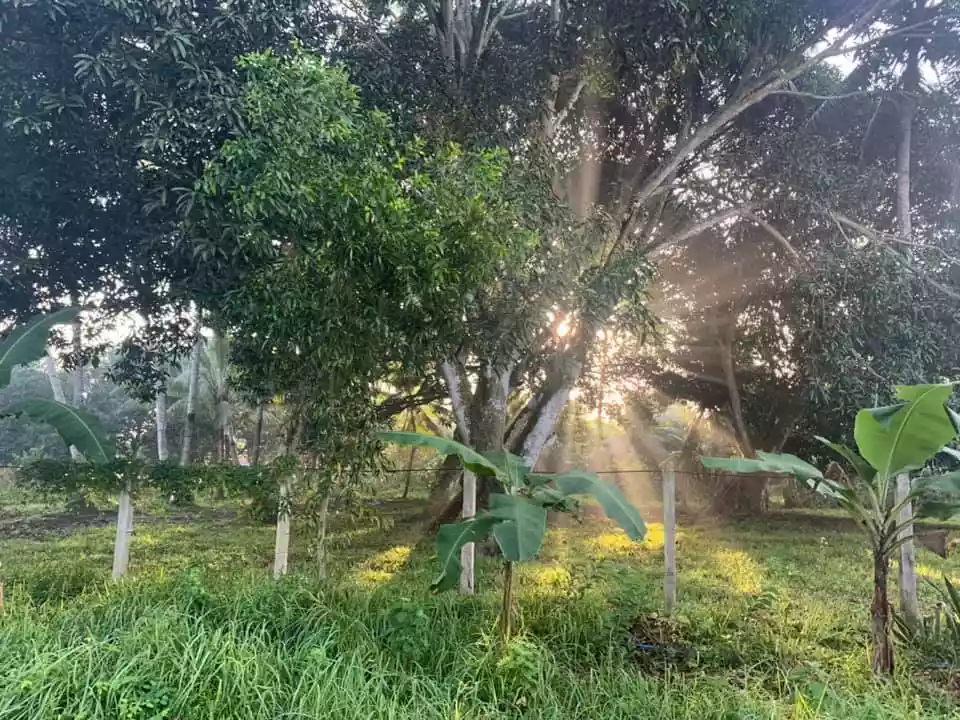 Mini Farm with Concerete House and Livestock Houses and Pens - photo 5