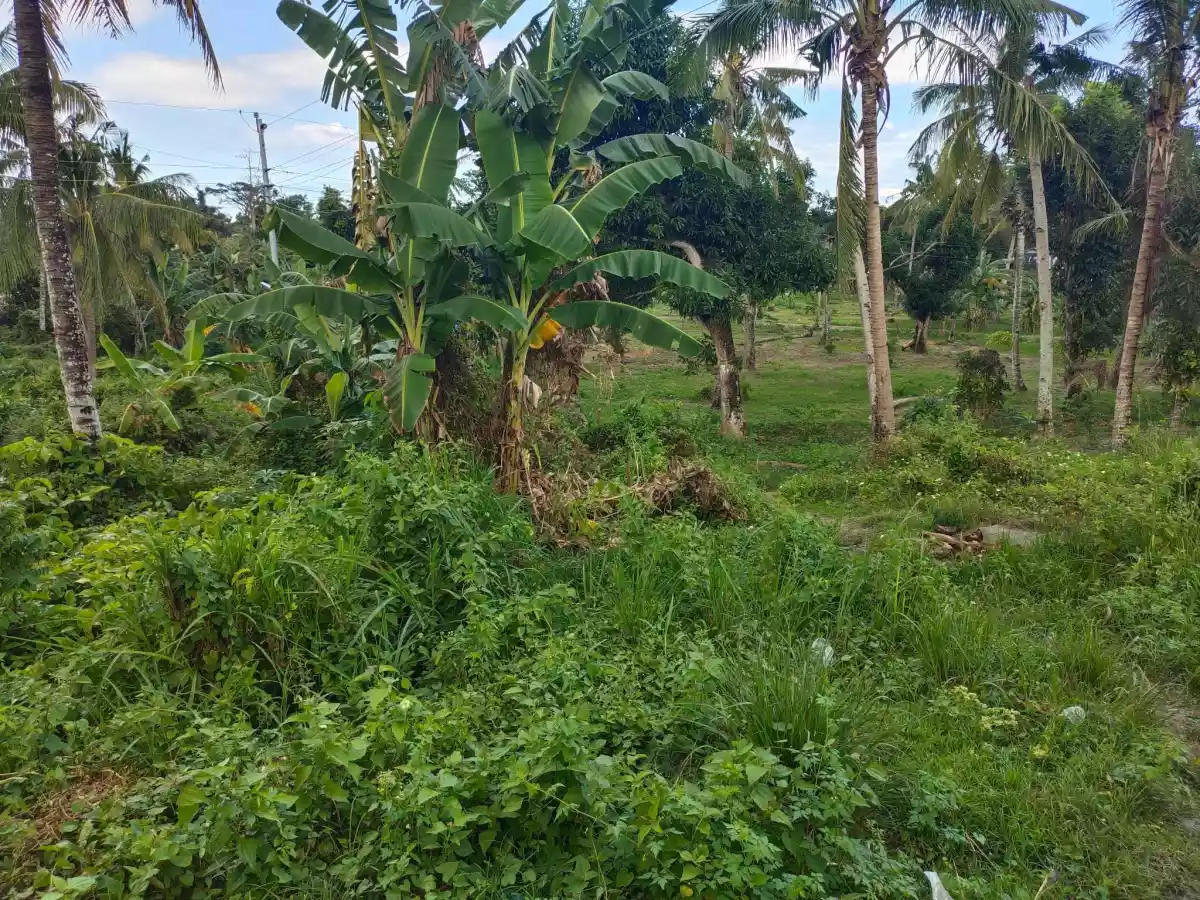 For Sale Titled Lots in Bolinawan, Carcar City — Residential Lot in Carcar City, Cebu, Philippines — Photo 3