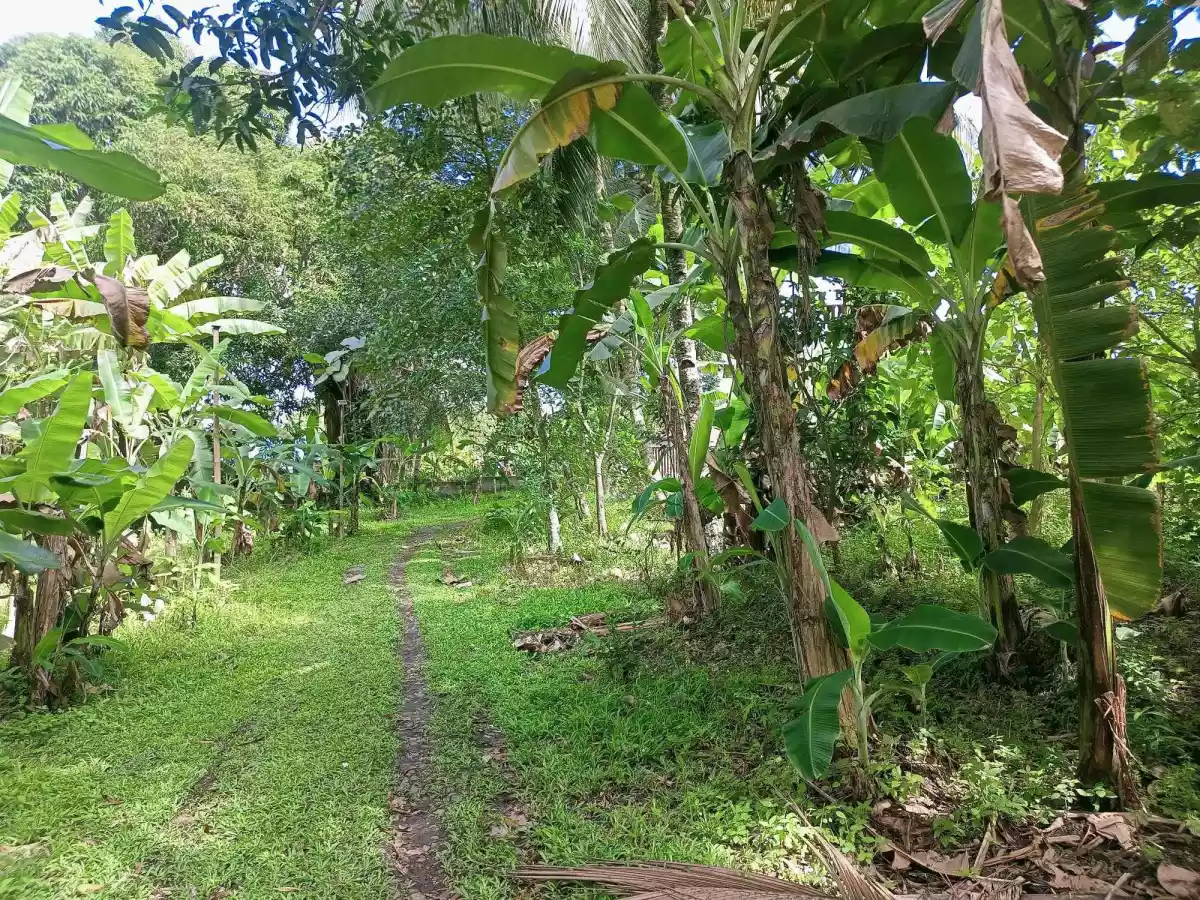 For SALE 2332 SQM LOT IN DAVAO CITY — Residential Lot in Buhangin, Davao City, Davao del Sur — Photo 5