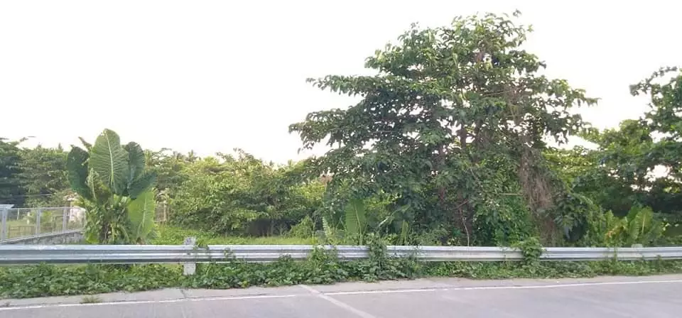 Lot for sale along provincial highway of Poblacion Pio V. Corpus Masbate — Residential Lot in Masbate, Philippines — Photo 2