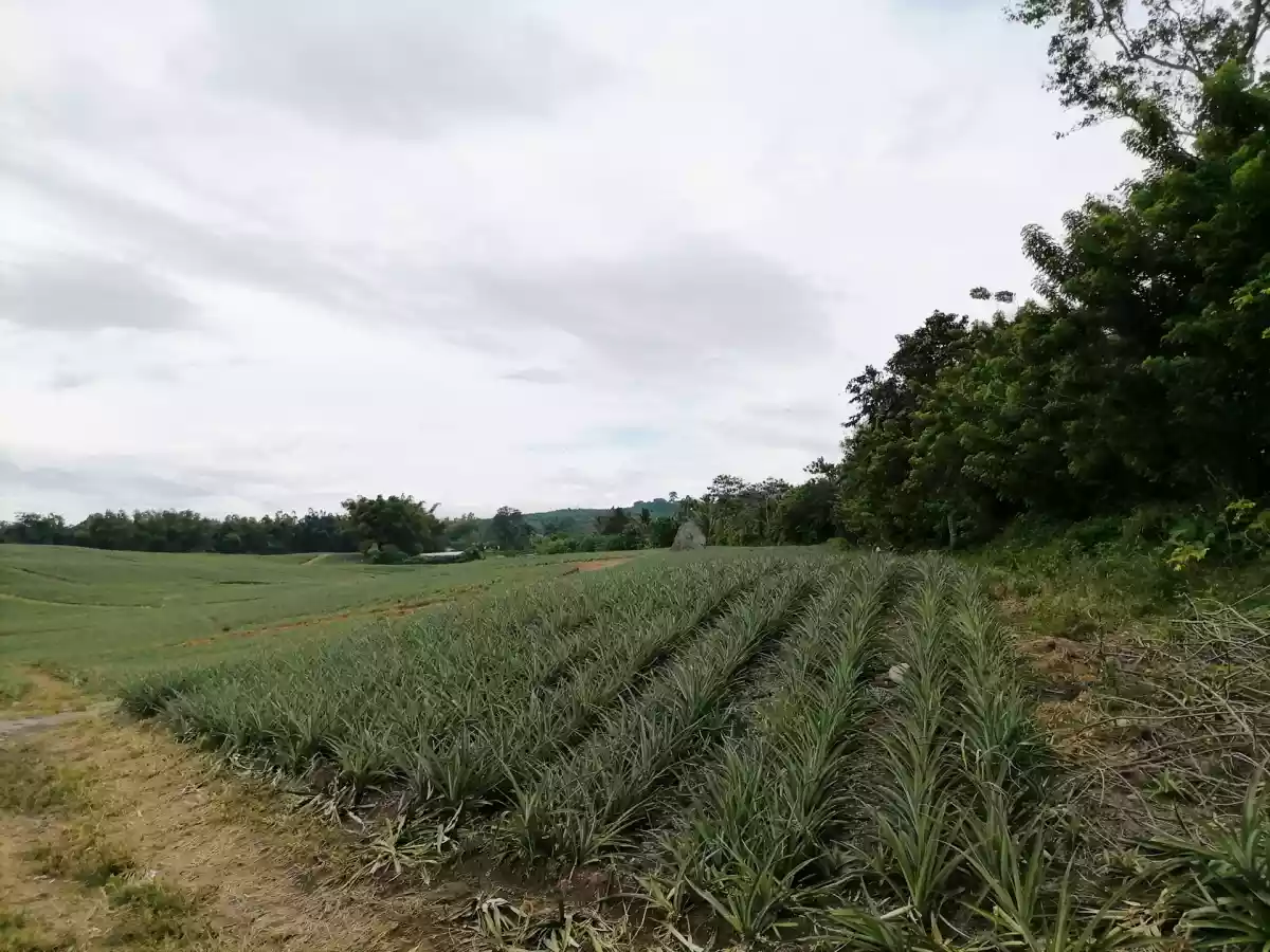 Beautiful Farm in Kablon Tupi For Sale - photo 3