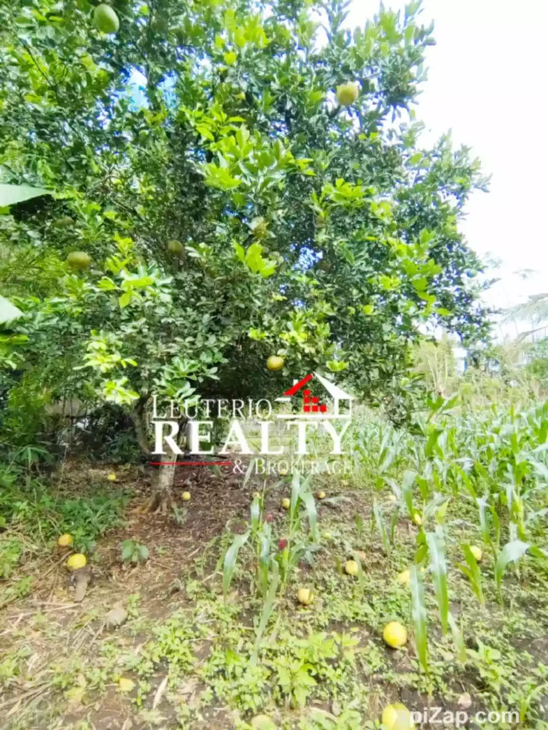 Farm Lot in Pacol/Carolina, Naga City - Good investment and business — Agricultural Lot in Naga City, Camarines Sur, 4400 — Photo 2