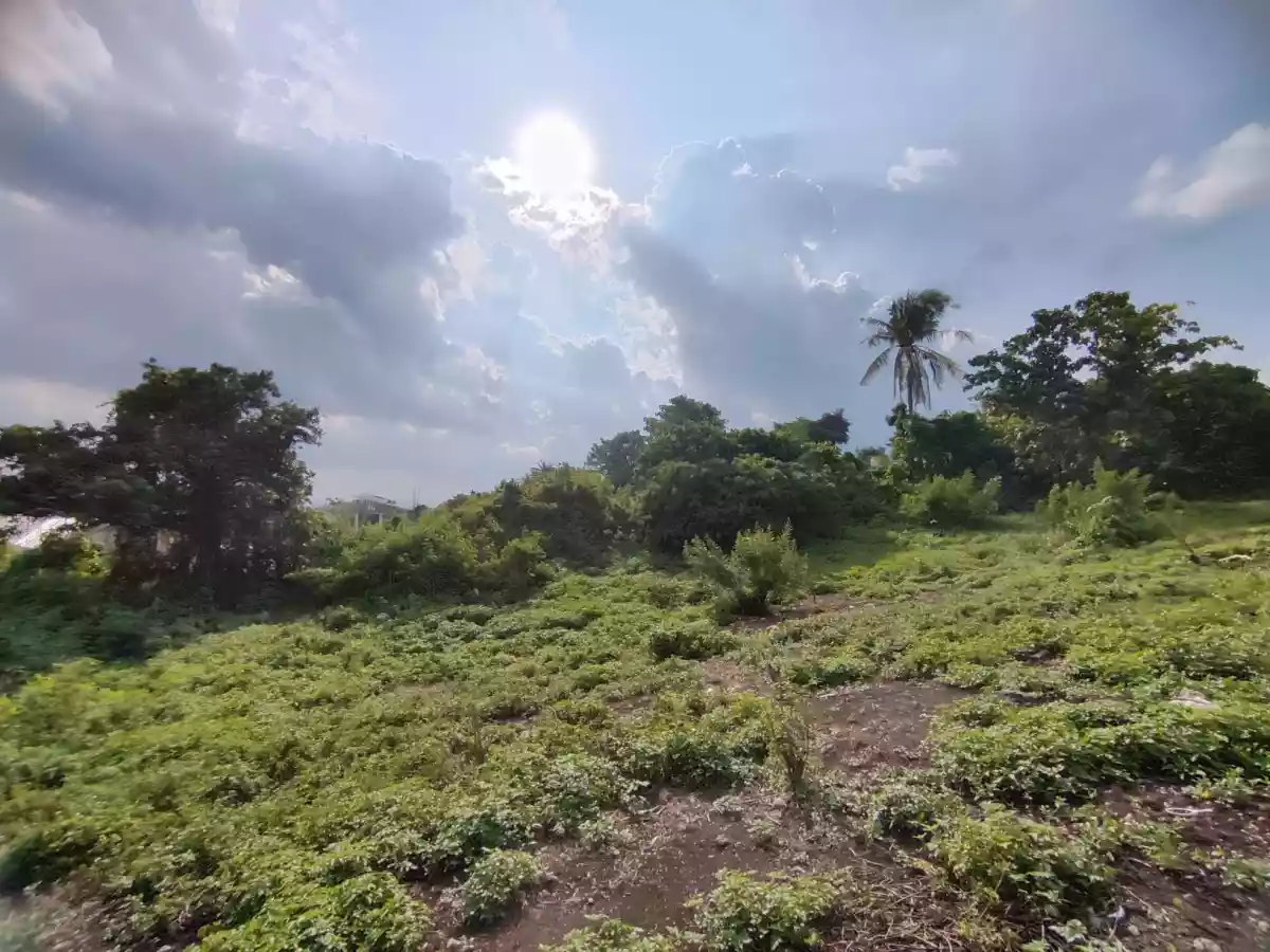 FOR SALE Lot in Tayud, Consolacion, Cebu — Agricultural Lot in Consolacion, Cebu, Philippines — Photo 6