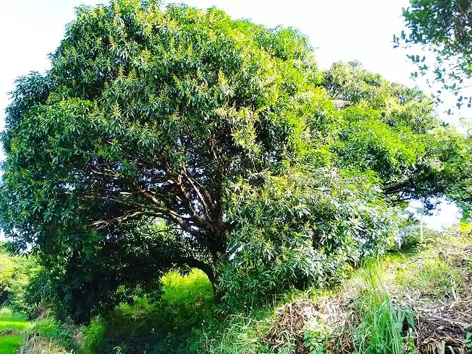 SUPER RUSH SALE ð…ð€ð‘ðŒ ð‹ðŽð“  ðŸð¨ð« ð’ð€ð‹ð„ 8.9561 ð‡ðžðœð­ðšð«ðžð¬, 150/sq m. LOWERED TO 100/sqm. - photo 2