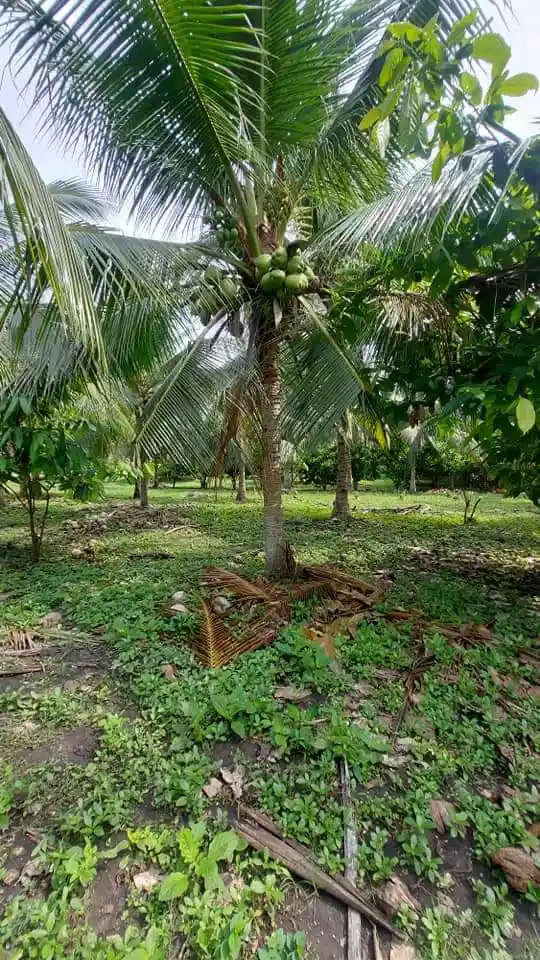 1 hectare Farm for Sale in General Santos City - photo 6