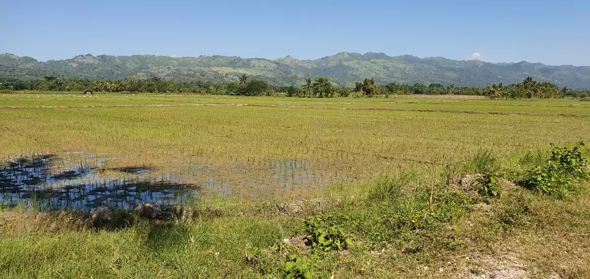 FARM LOT w/ BEAUTIFUL VIEW in Tantangan - photo 3