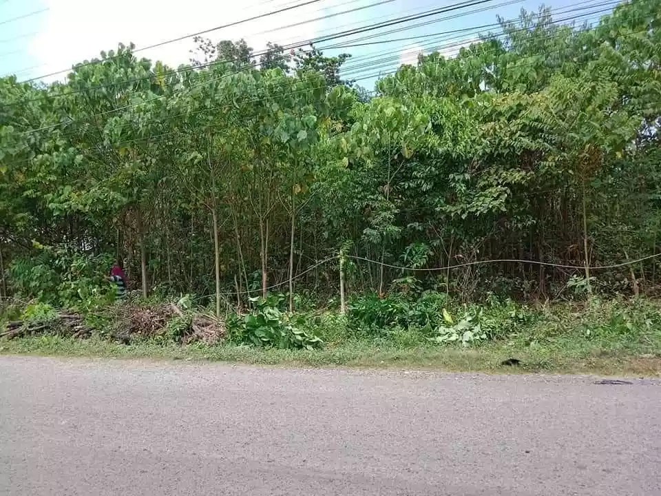 Lot along the Road — Residential Lot in Dauis, Bohol, Philippines — Photo 3