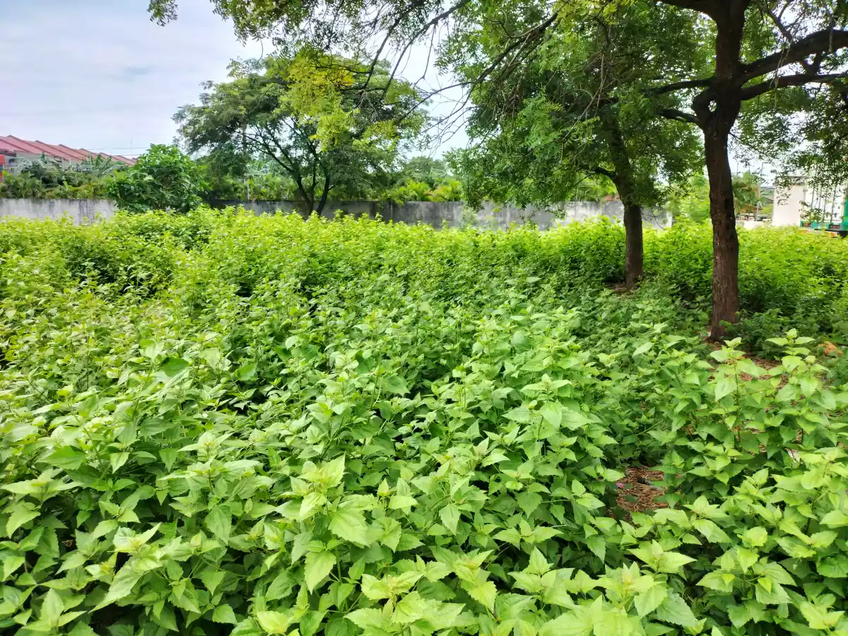 Residential lot - photo 4