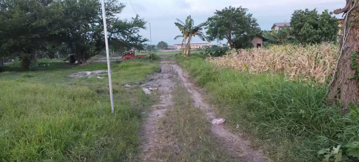 Lot only back of lessandra  - photo 4