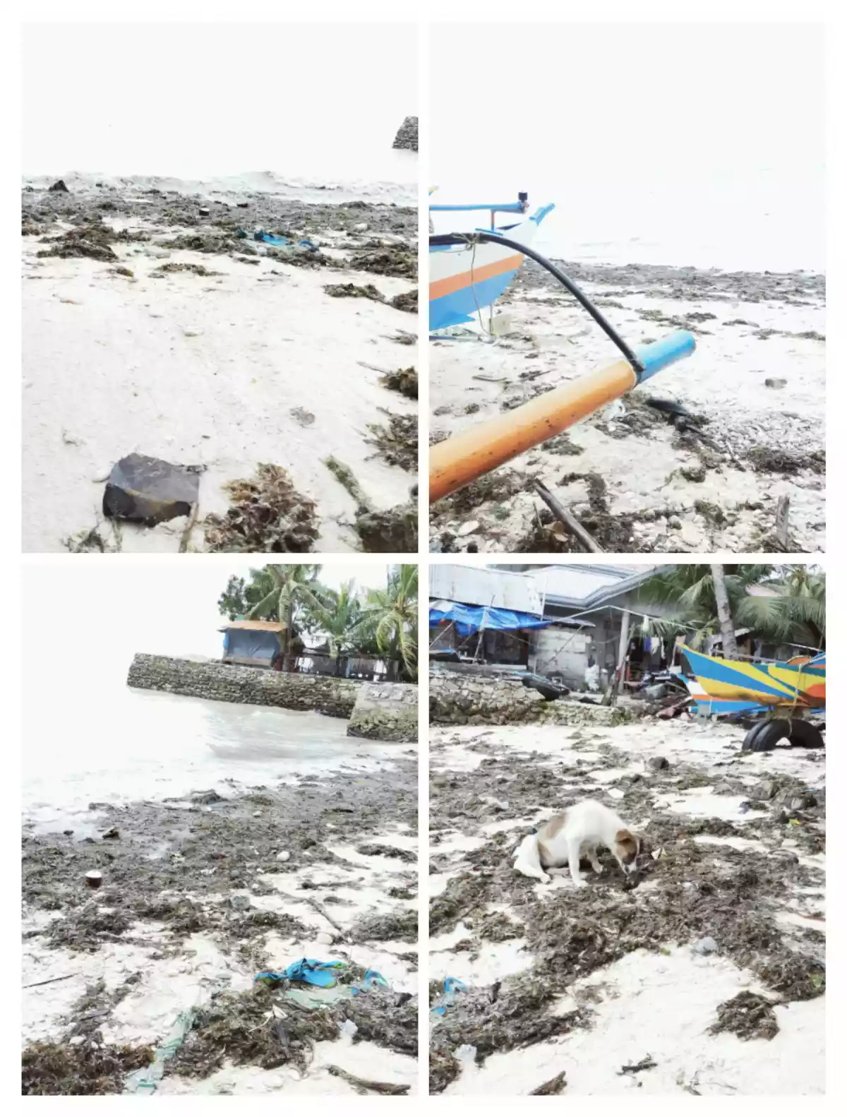 Beach Lot for Sale in Oslob Cebu — Beach Lot — Photo 3