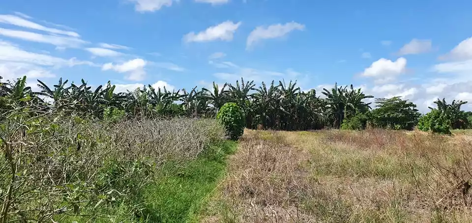 3,5 hectares lot in Pagsabangan, Tagum for sale — Agricultural Lot in Tagum, Davao del Norte, Philippines — Photo 6