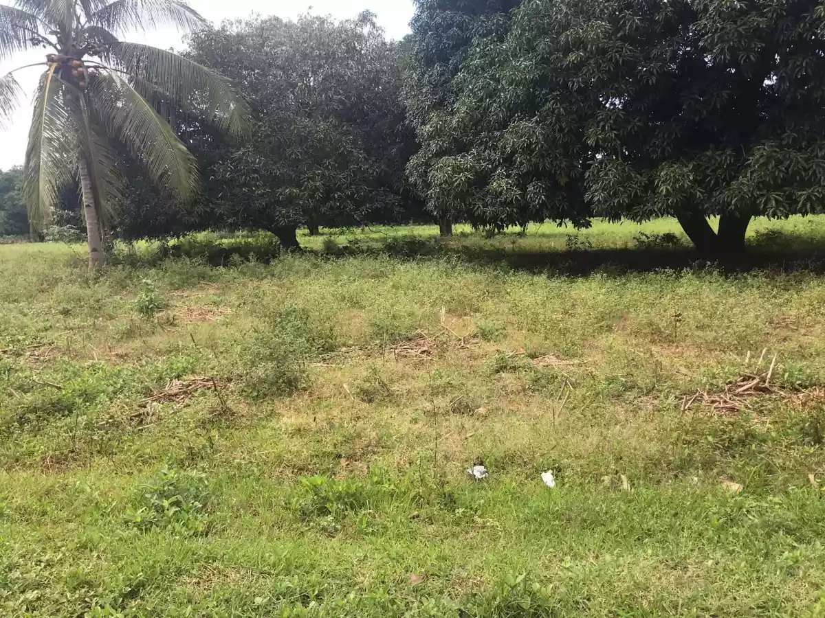 ðŸ“£MANGO FARM FOR SALE - 9 hectares - income generating propertyðŸ“£ - photo 7
