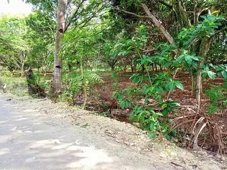 Beach lot — Beach Lot in Carmen, Cebu, Philippines — Photo 6