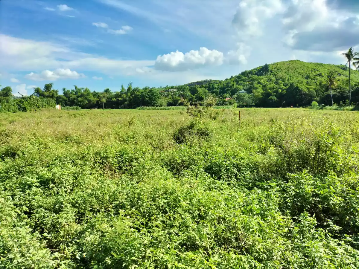 Industrial lot for sale - photo 6