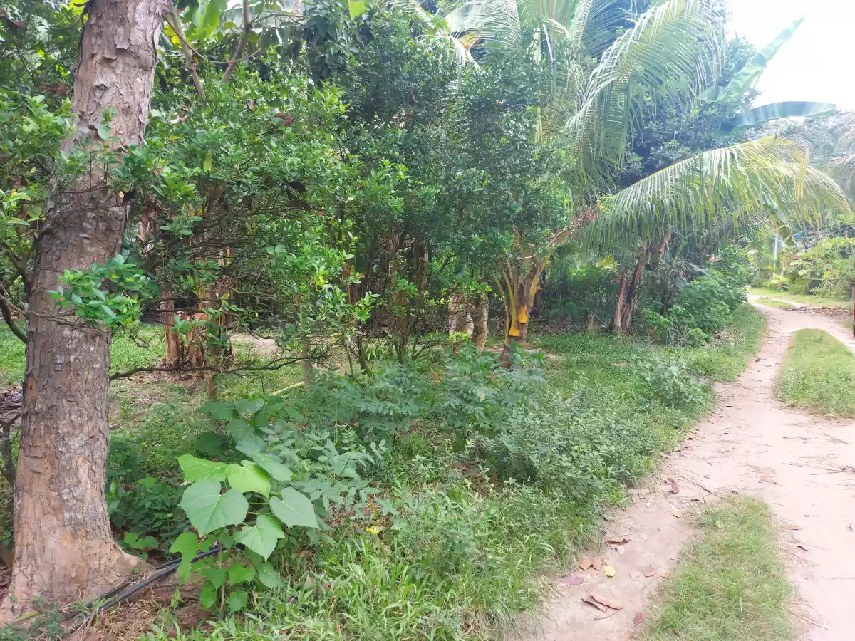 Lot for Sale in Dumaguete - photo 4