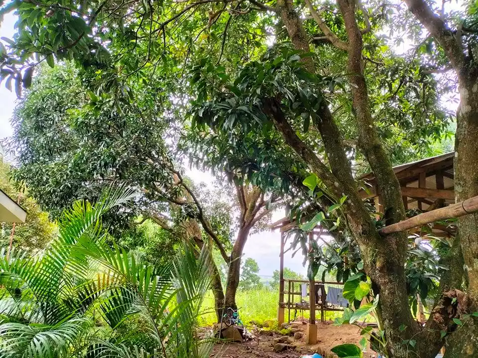 Agricultural Lot with 60 Mango Trees