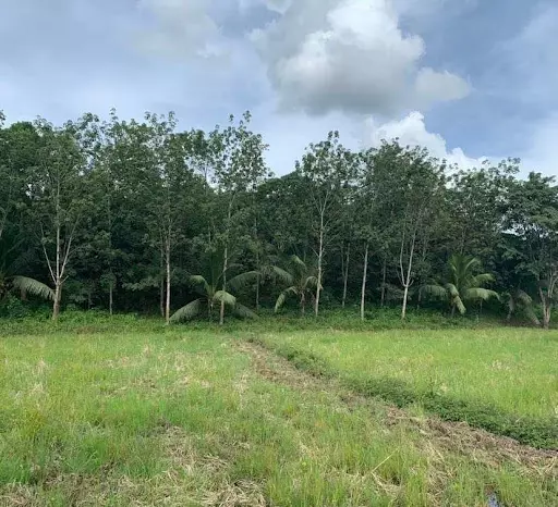 Panabo agri lot — Agricultural Lot in Davao del Norte, Philippines — Photo 4