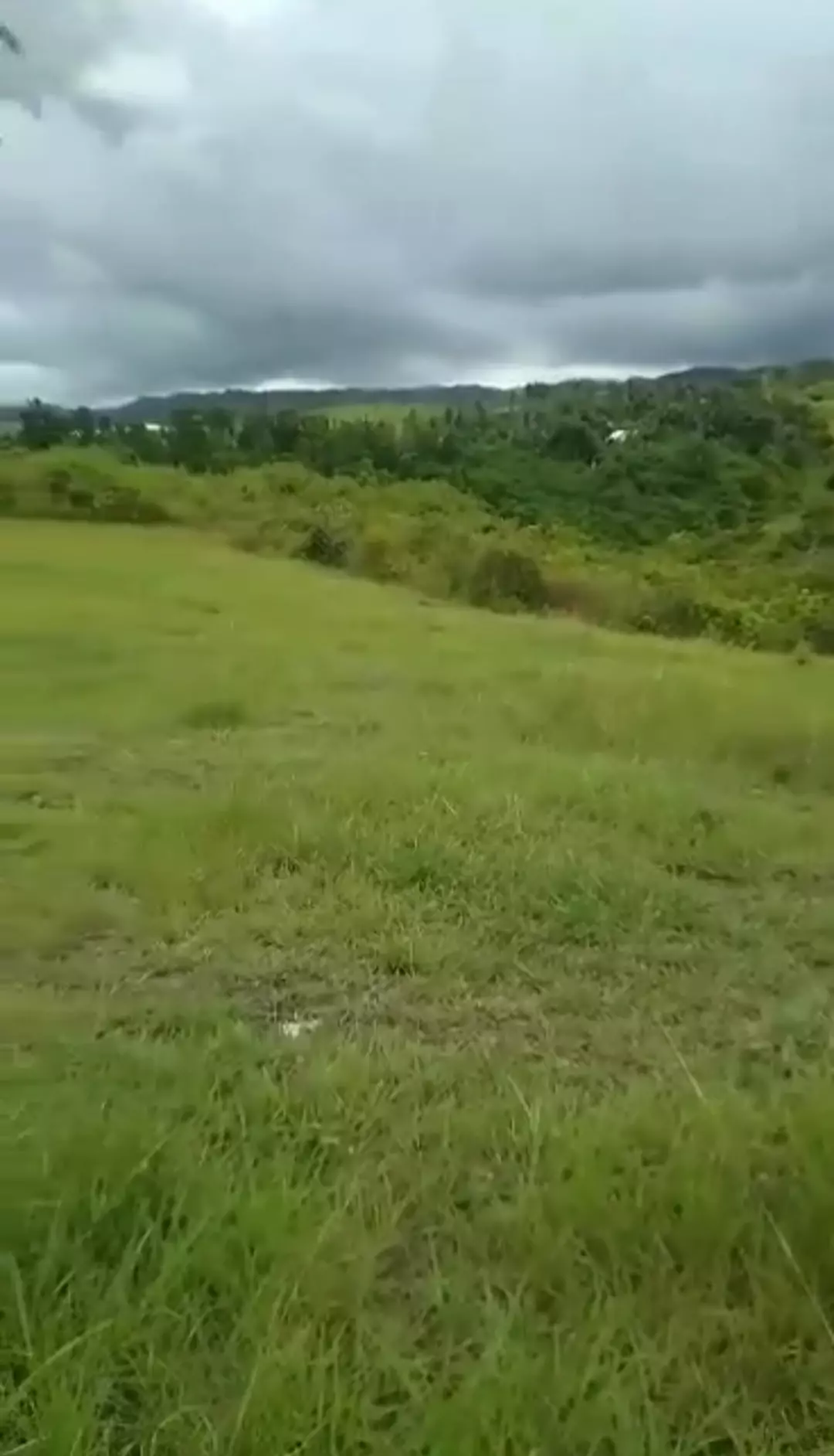 Farm Lot in Dalaguete — Agricultural Lot in Cebu, Philippines — Photo 4