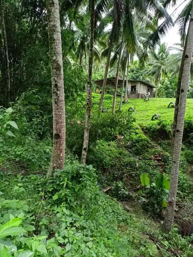 Farm Lot For Sale — Agricultural Lot in Catmon, Cebu, Philippines — Photo 4