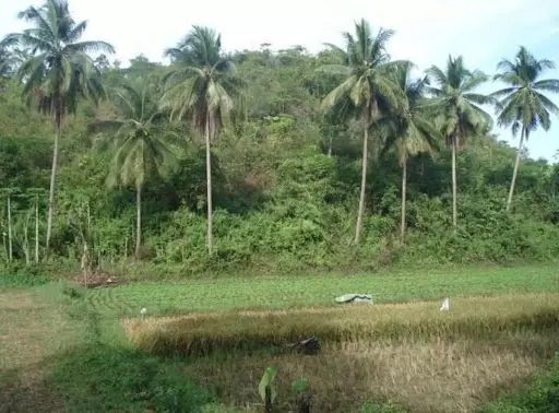 Developed Farm Lot For Sale in Ronda, Cebu — Agricultural Lot in Cebu, Philippines — Photo 4