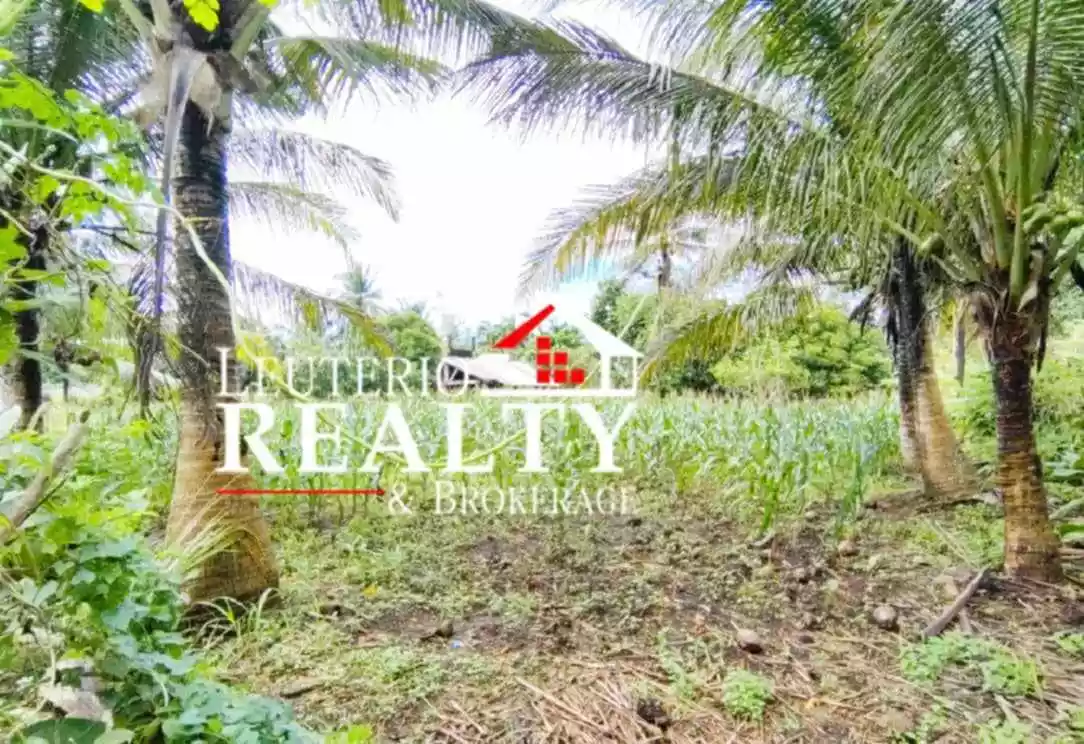 Farm Lot in Pacol/Carolina, Naga City - Good investment and business — Agricultural Lot in Naga City, Camarines Sur, 4400 — Photo 4