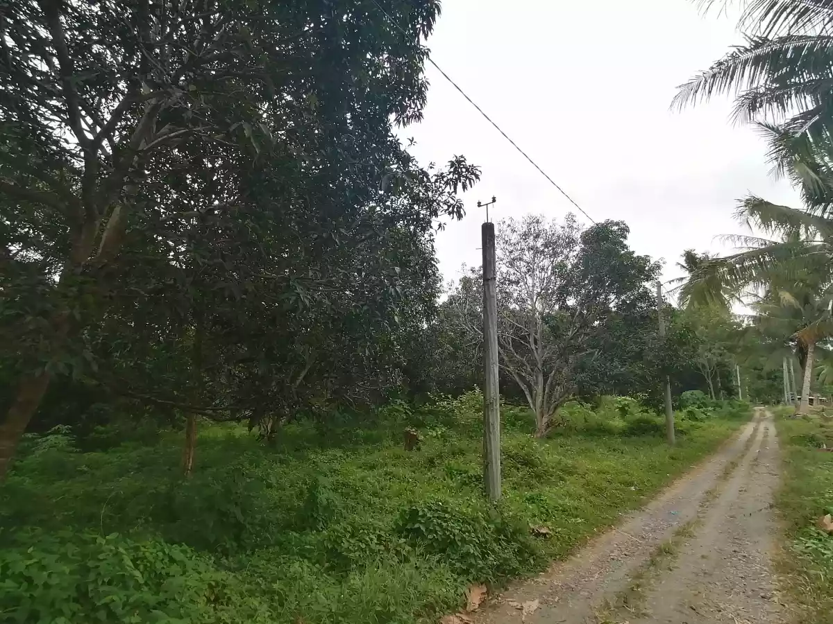 Katangawan Lot - photo 2