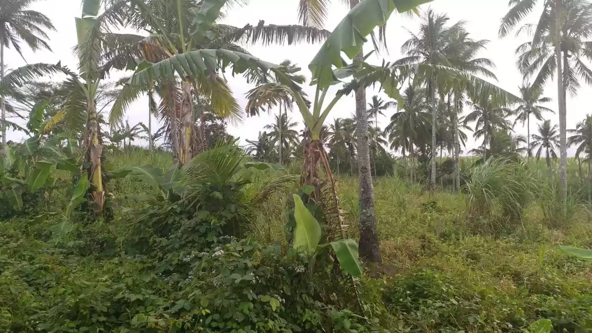 Agricultural Land for sale - photo 2
