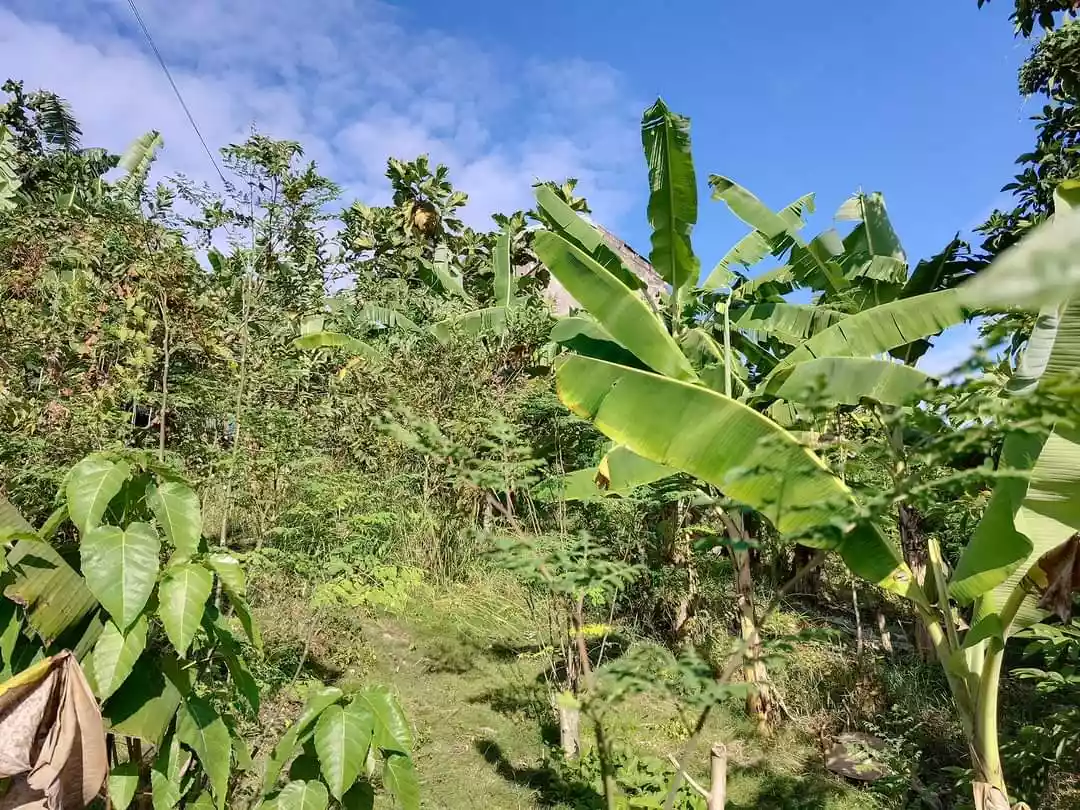 Lot for sale in Cebu City — Residential Lot in Cebu City, Cebu, Philippines — Photo 5