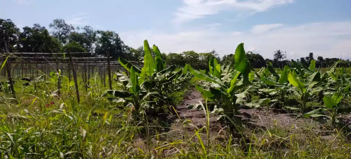 P-2223 — Agricultural Lot in General Santos City, South Cotabato, Philippines — Photo 4