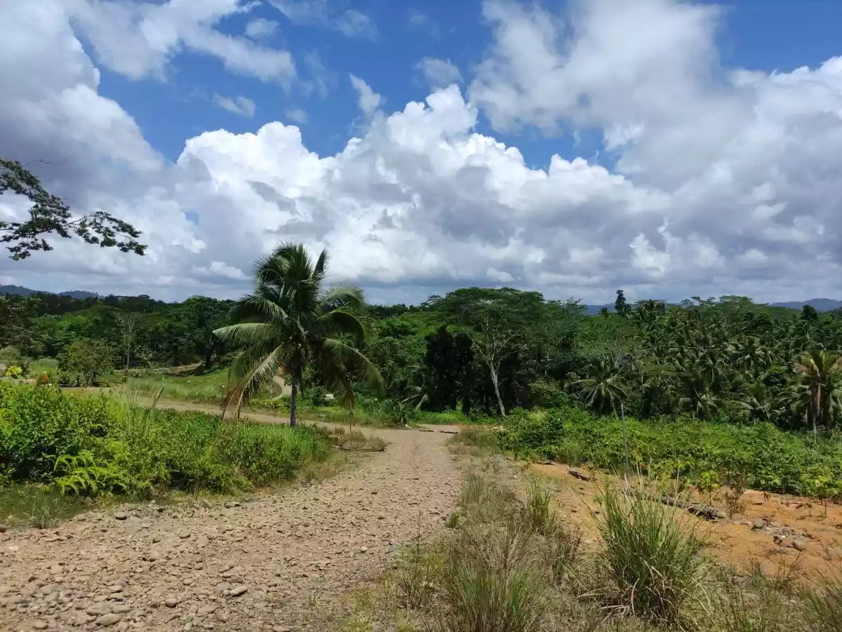 Booming Uptown Luha, San Jose, Tandag City  (Lot Area For Sale) — Agricultural Lot in San Jose Tandag City, Unnamed Road, Tandag — Photo 6