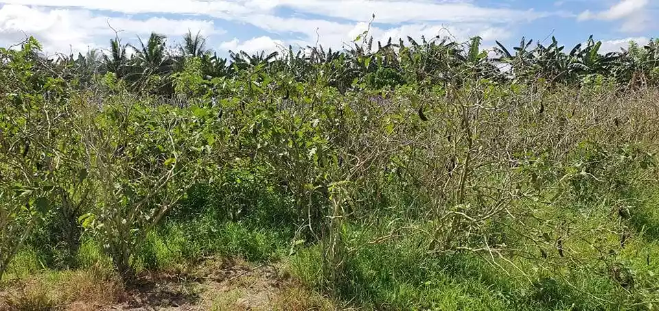 Open photo 11 of 12 — 3,5 hectares lot in Pagsabangan, Tagum for sale