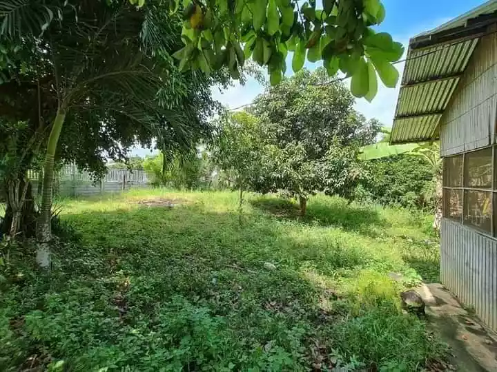 1 HECTARE FARM IN ALABEL - photo 3