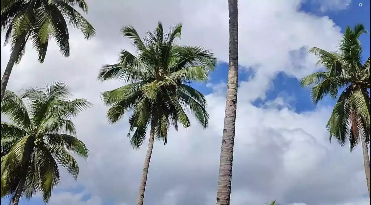 13 Hectares Overlooking Farm Property in Samal City — Agricultural Lot in Kaputian, Samal City, Davao del Norte — Photo 7