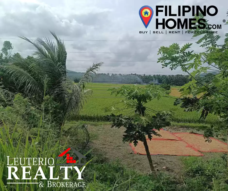 RiceLand For Sale in Plaridel Quezon — Agricultural Lot in Plaridel, Quezon, Philippines — Photo 6